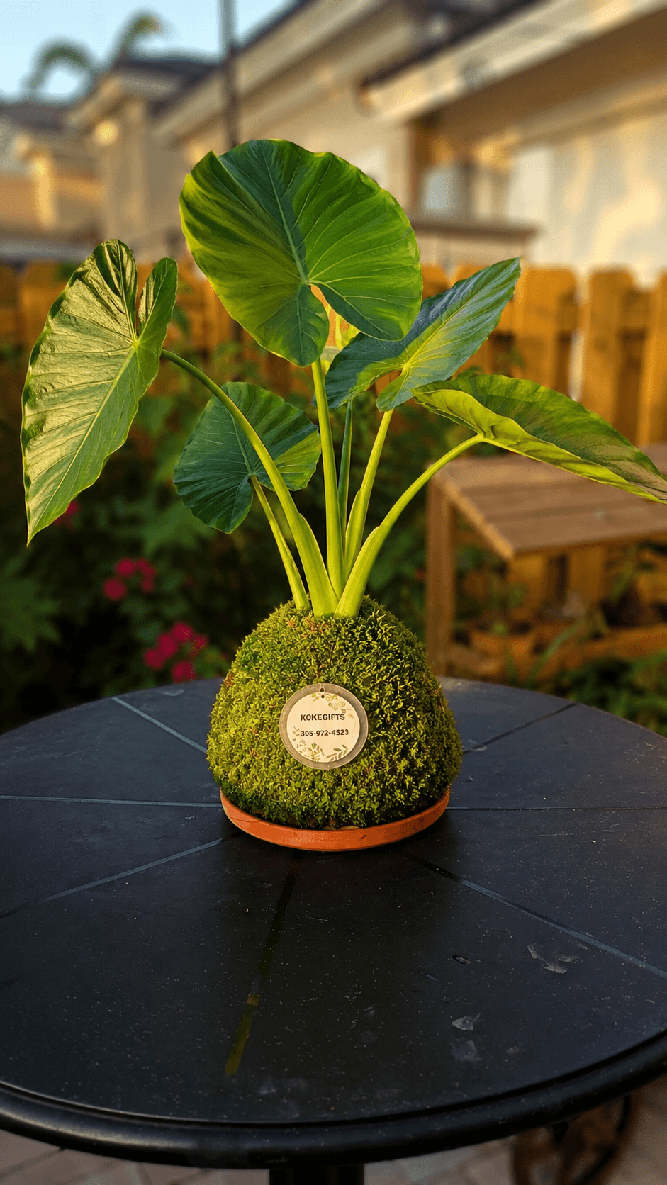 Alocasia macrorrhizos