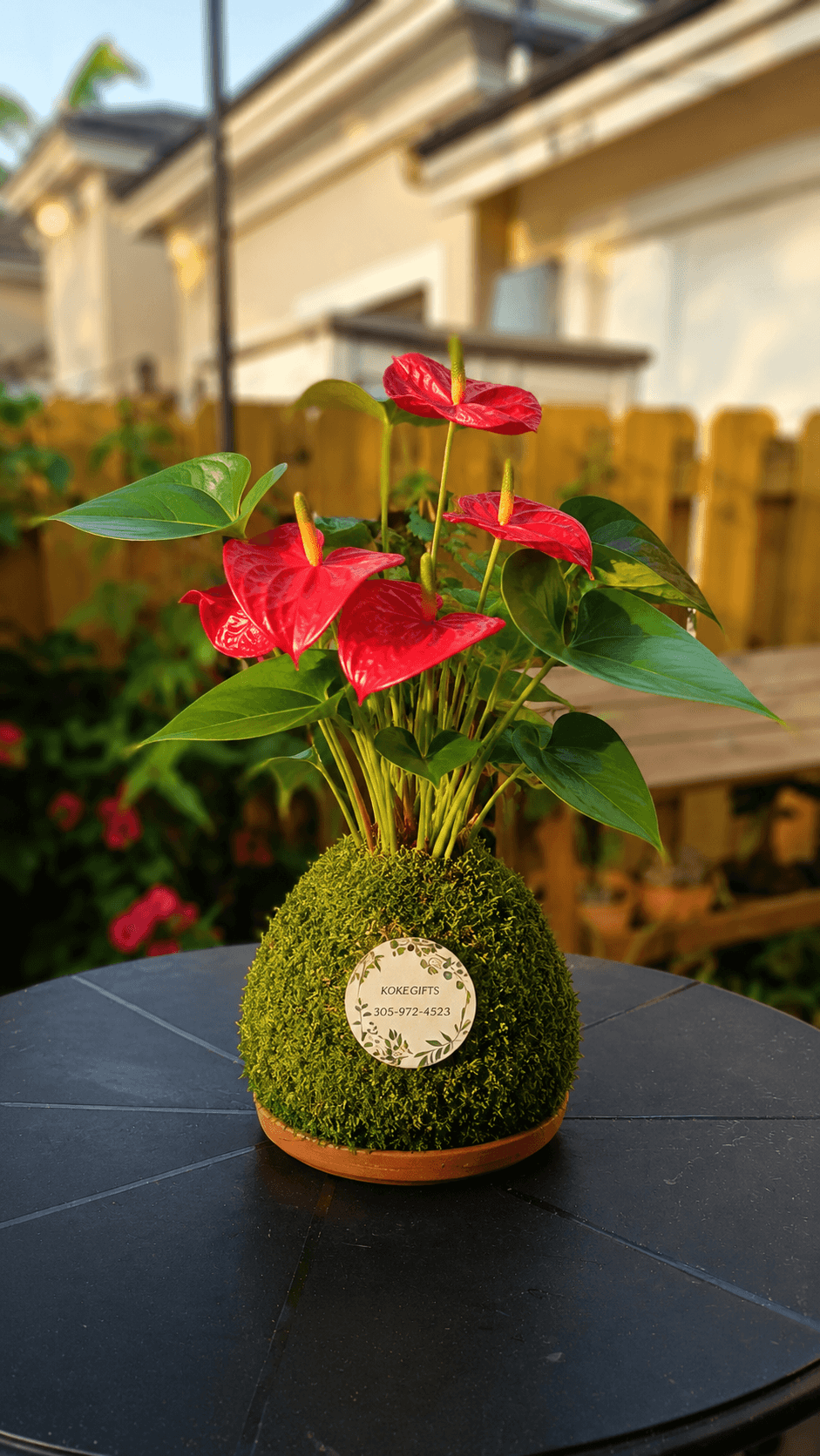 Anthurium andraeanum