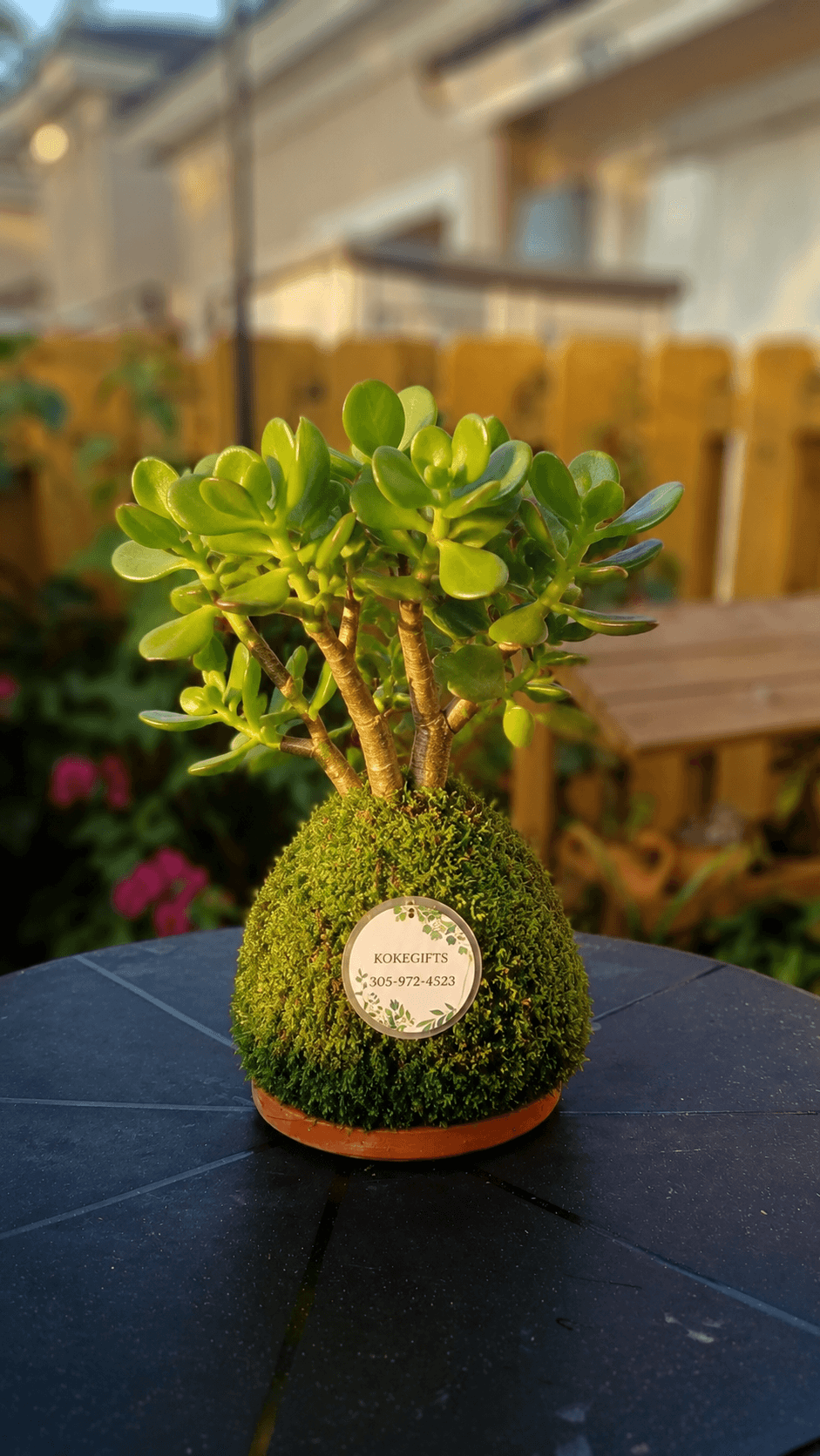 Crassula ovata