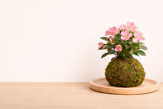 kokedama on table